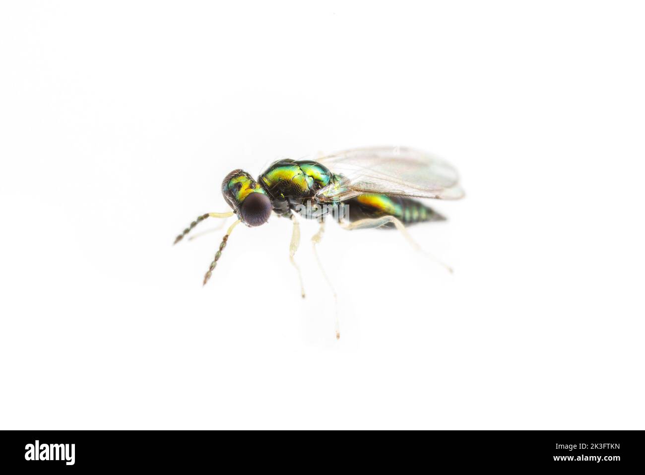 Eulophid Wasp (Horismenus sp.), isolated on white background. Stock Photo