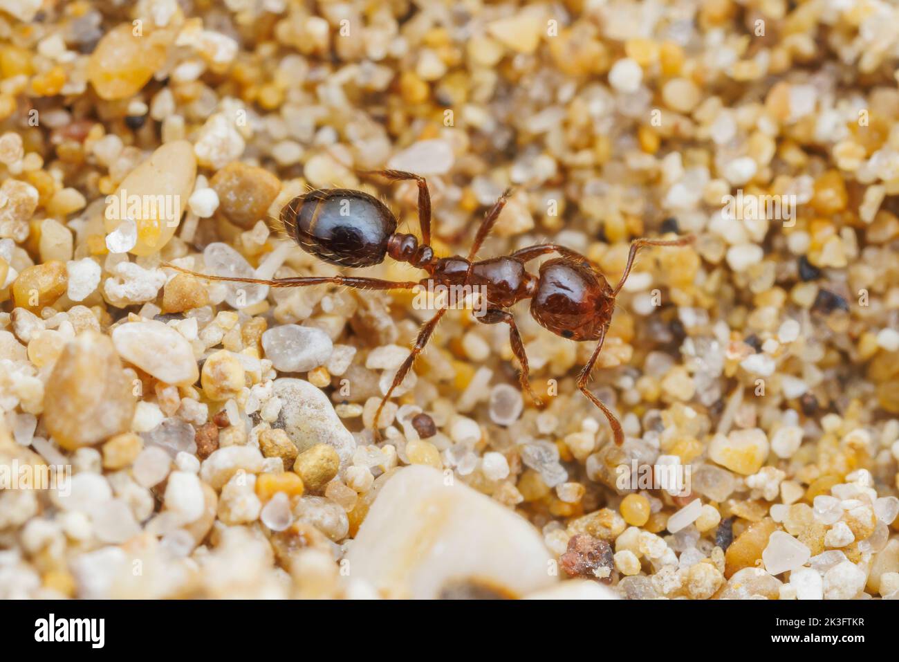 A Red Imported Fire Ant (Solenopsis invicta) forages on a beach. Stock Photo