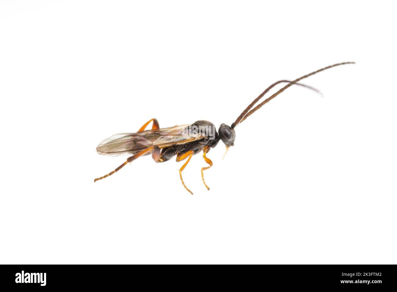 Braconid Wasp (Cotesia sp.), isolated on white background. Stock Photo