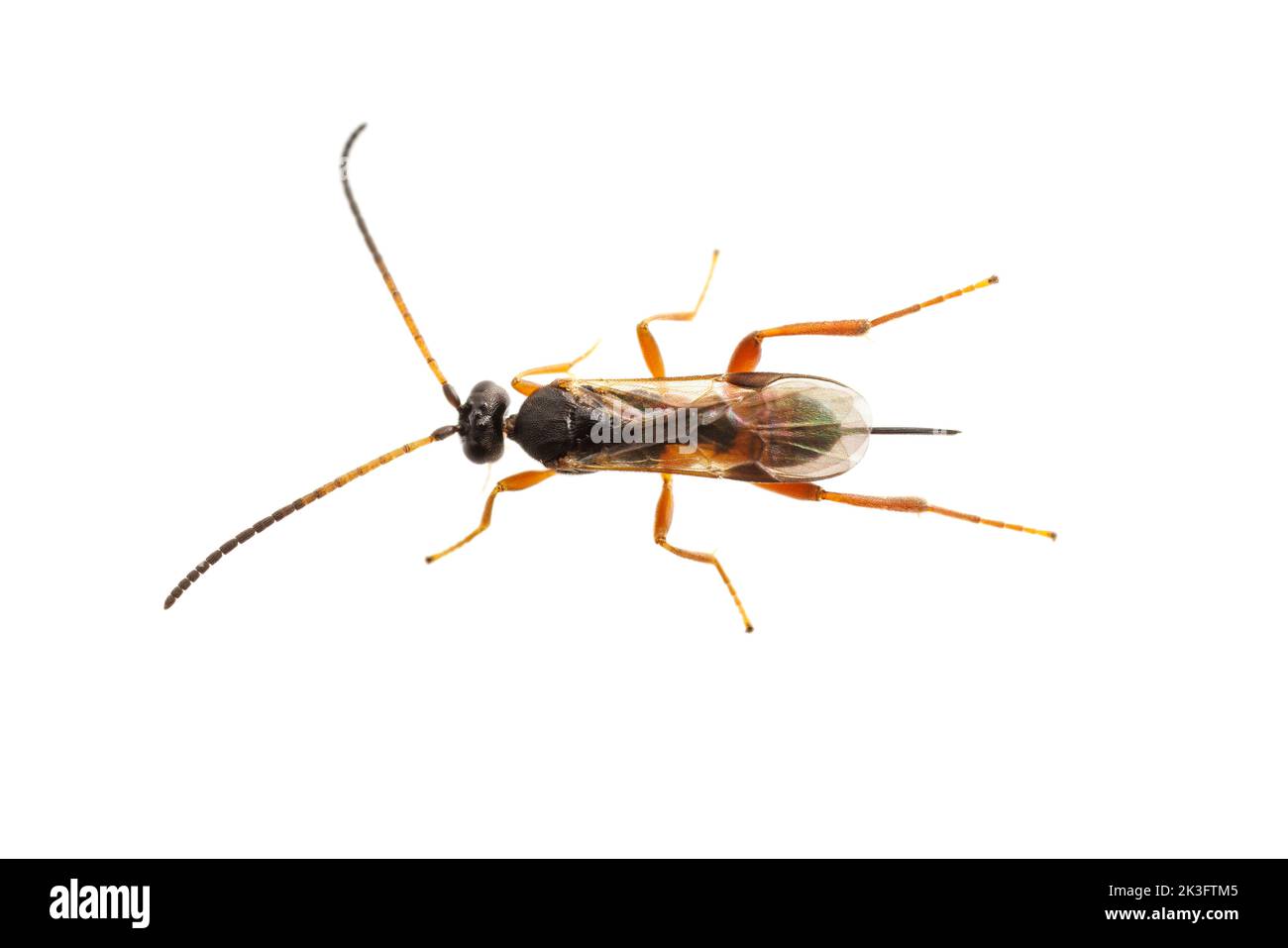Braconid Wasp (Microgastrinae) - Female Stock Photo