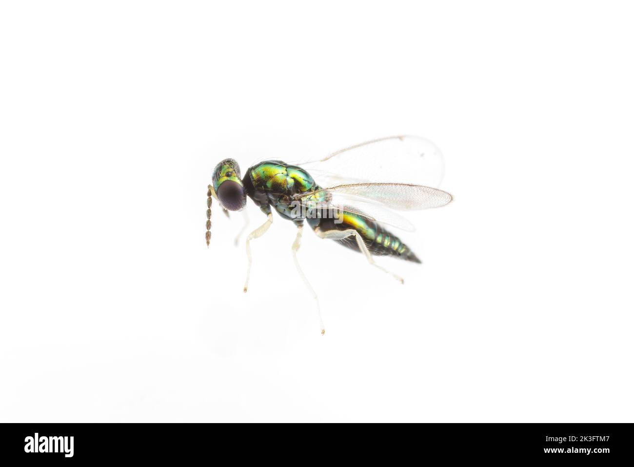 Eulophid Wasp (Horismenus sp.), isolated on white background. Stock Photo