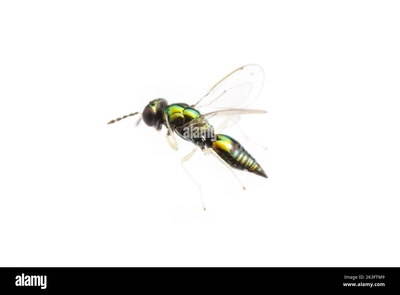 Eulophid Wasp (Horismenus sp.) Stock Photo