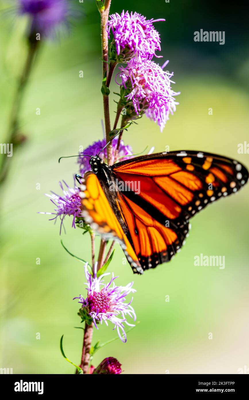 A Monarch Butterfly on a Carduus crispus Guirão ex Nyman Stock Photo