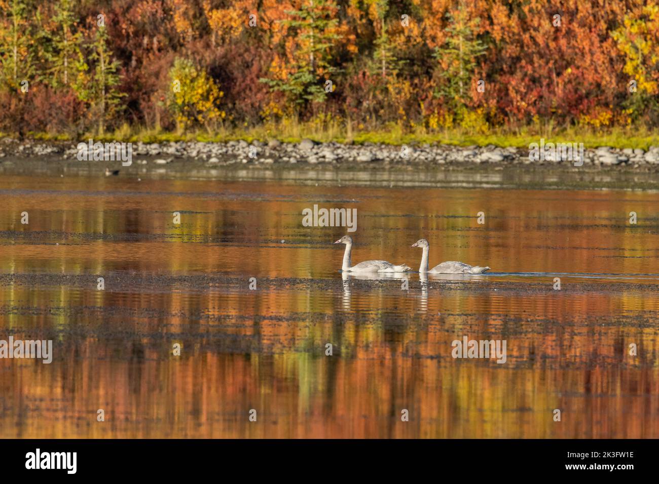 Trumpeter Cygnets Swimming Across A Colorful Autumn Lake in Alaska Stock Photo