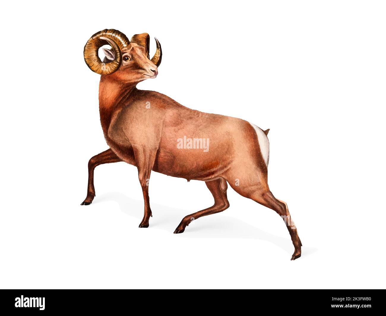 Rocky Mountain Sheep illustration Stock Photo - Alamy