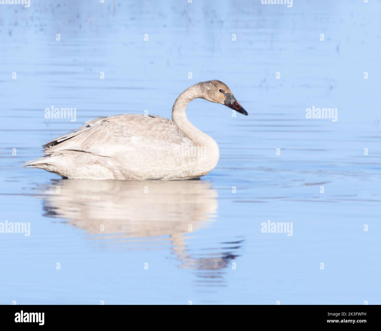 Trumpeter Swan Cygnet in Alaska Stock Photo