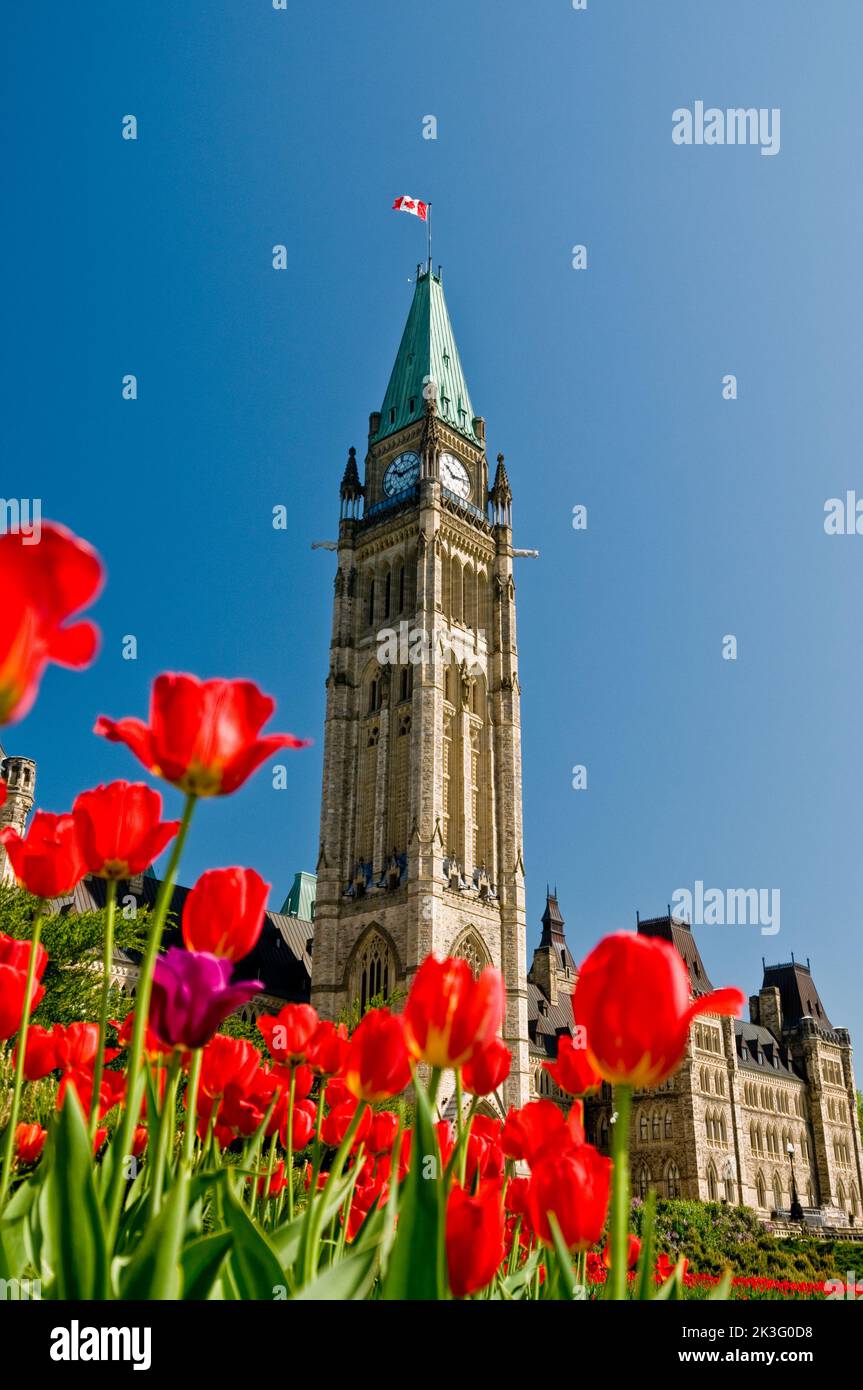 Tulips in front of the Peace Tower, Parliament of Canada, Ottawa