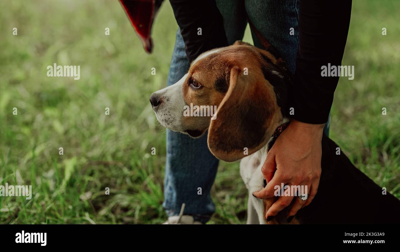 Tiny beagle puppy with his owner on green lawn in park. Woman stroking dog on nature backdrop. Cute lovely pet, new member of family. Stock Photo