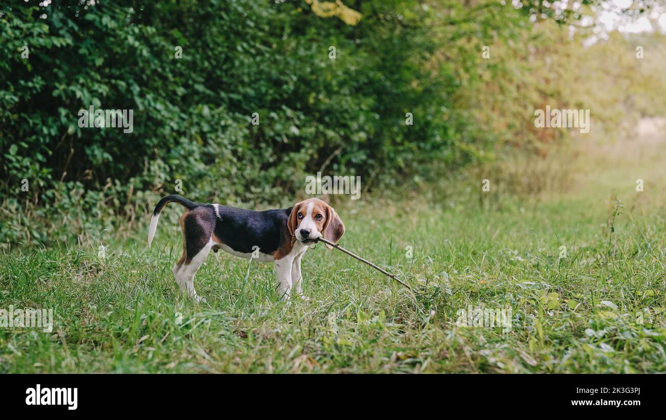 Adorable beagle dog puppy gnaws stick on green lawn. Changing baby teeth in puppies, lovely pet, new member of family. Stock Photo