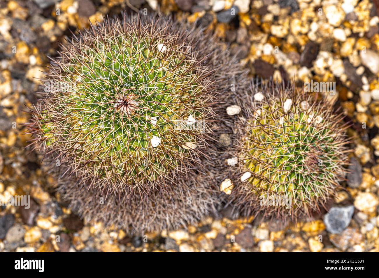 Round Mammillaria Cactus (Mammillaria scrippsiana) Stock Photo