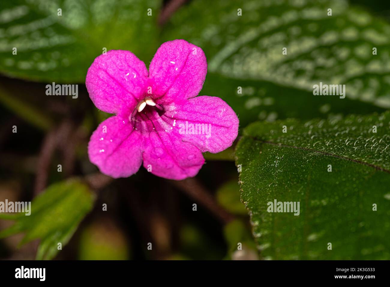 Pink Flower of Chrysothemis melittifolia Stock Photo
