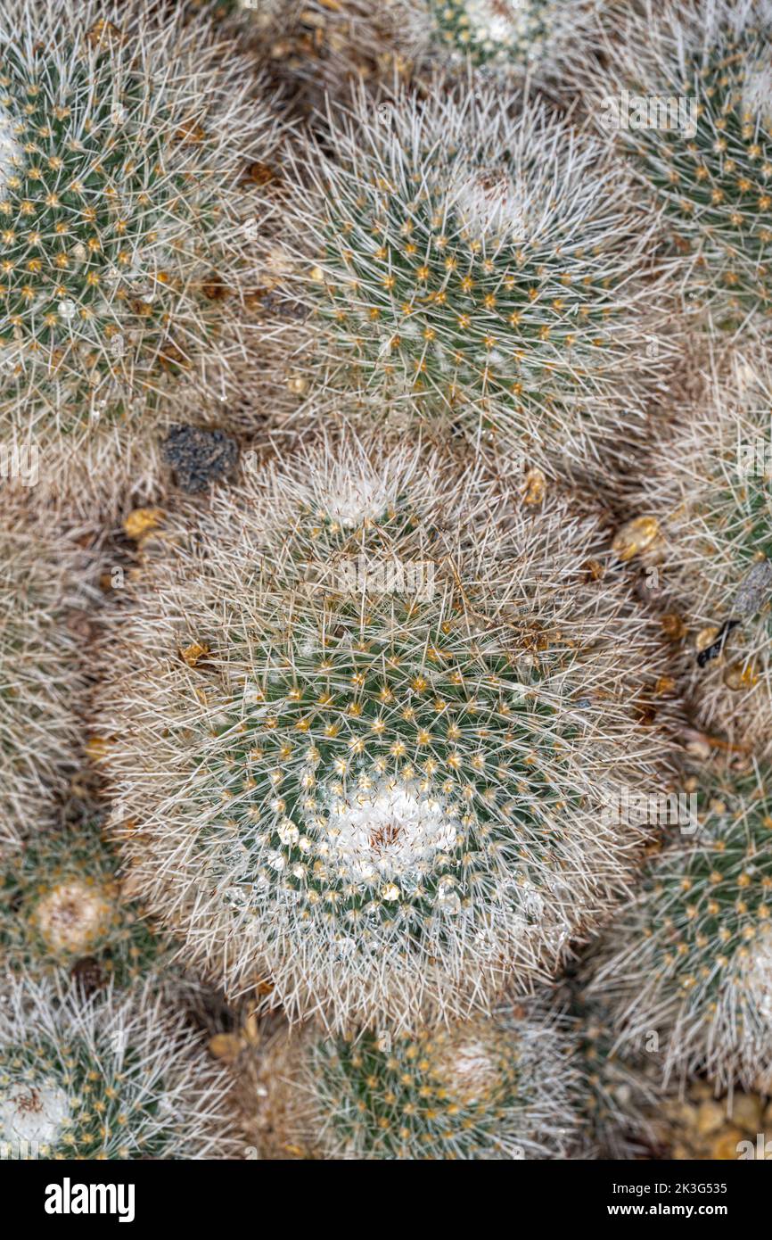 Twin Spined Cactus (Mammillaria geminispina) Stock Photo