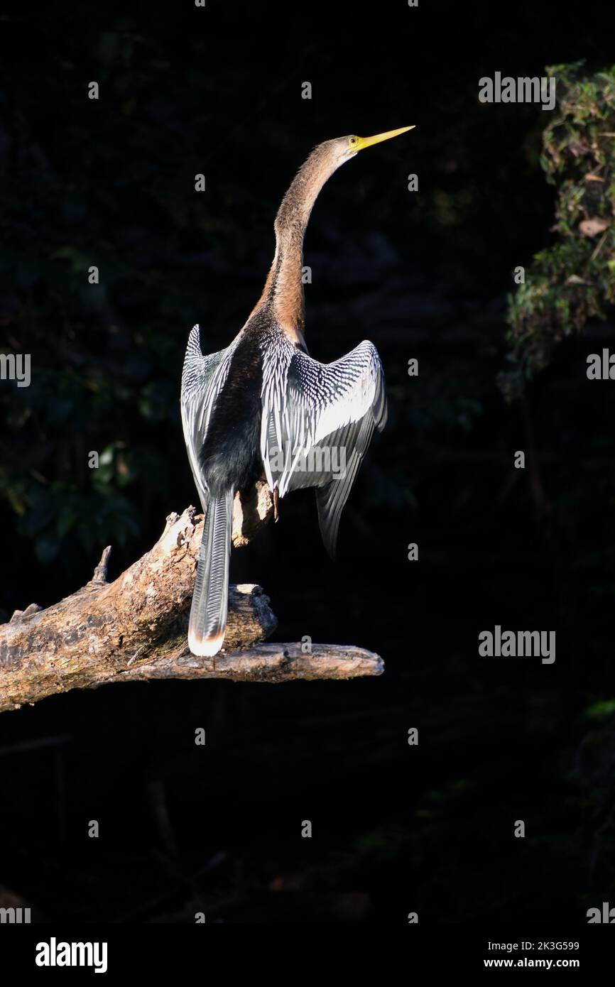 anhinga (anhinga anhinga), sometimes called snakebird, darter, American darter, or water turkey, seen in Buenos Aires Stock Photo