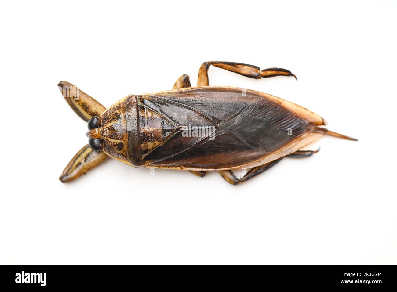 Insetto Acqua Gigante Indonesia Giant toe Biter Water Bugs Discovered insetto-acqua-gigante-indonesia-giant-toe-biter-water-bugs-discovered