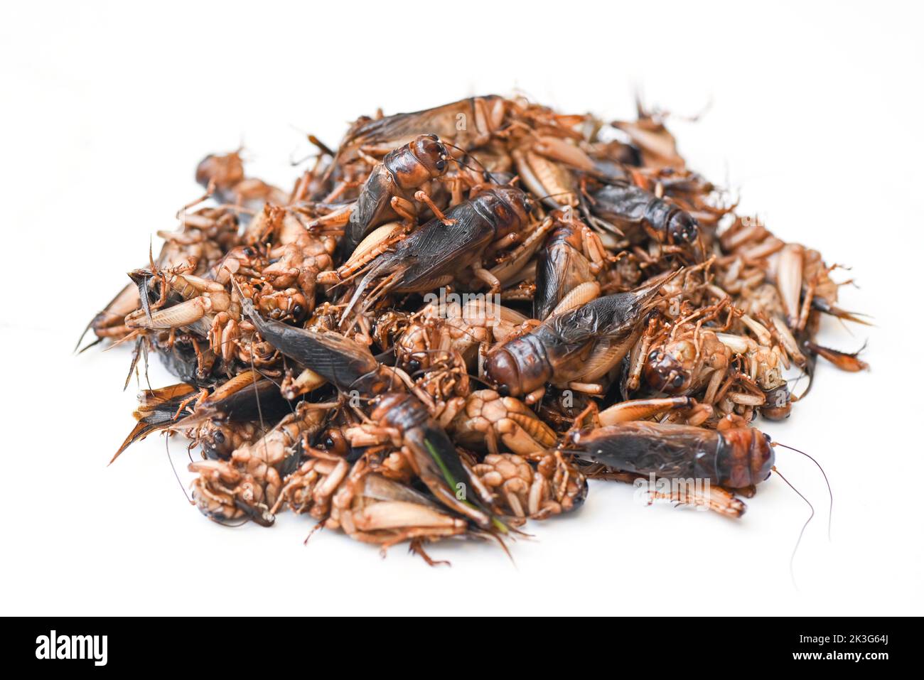 cricket insect isolated on white background, cricket insect related to