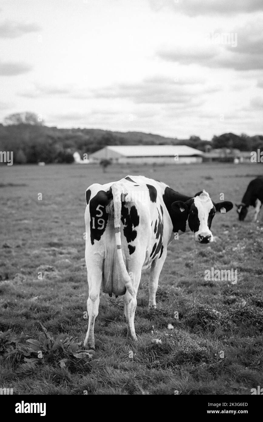 A black and white dairy cow in a field on a farm in Wiltshire England Stock Photo
