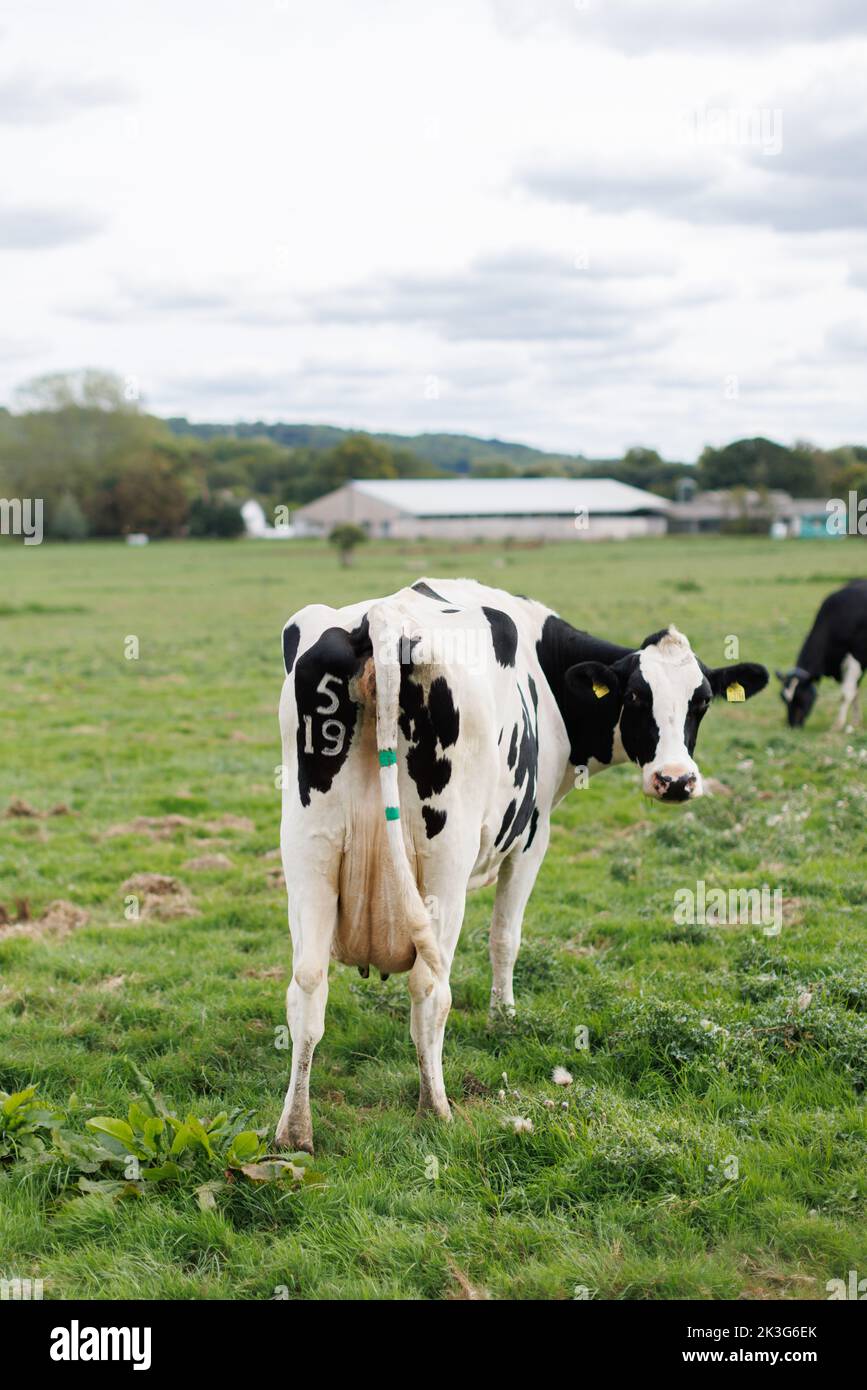 Milk cow black and white hi-res stock photography and images - Alamy