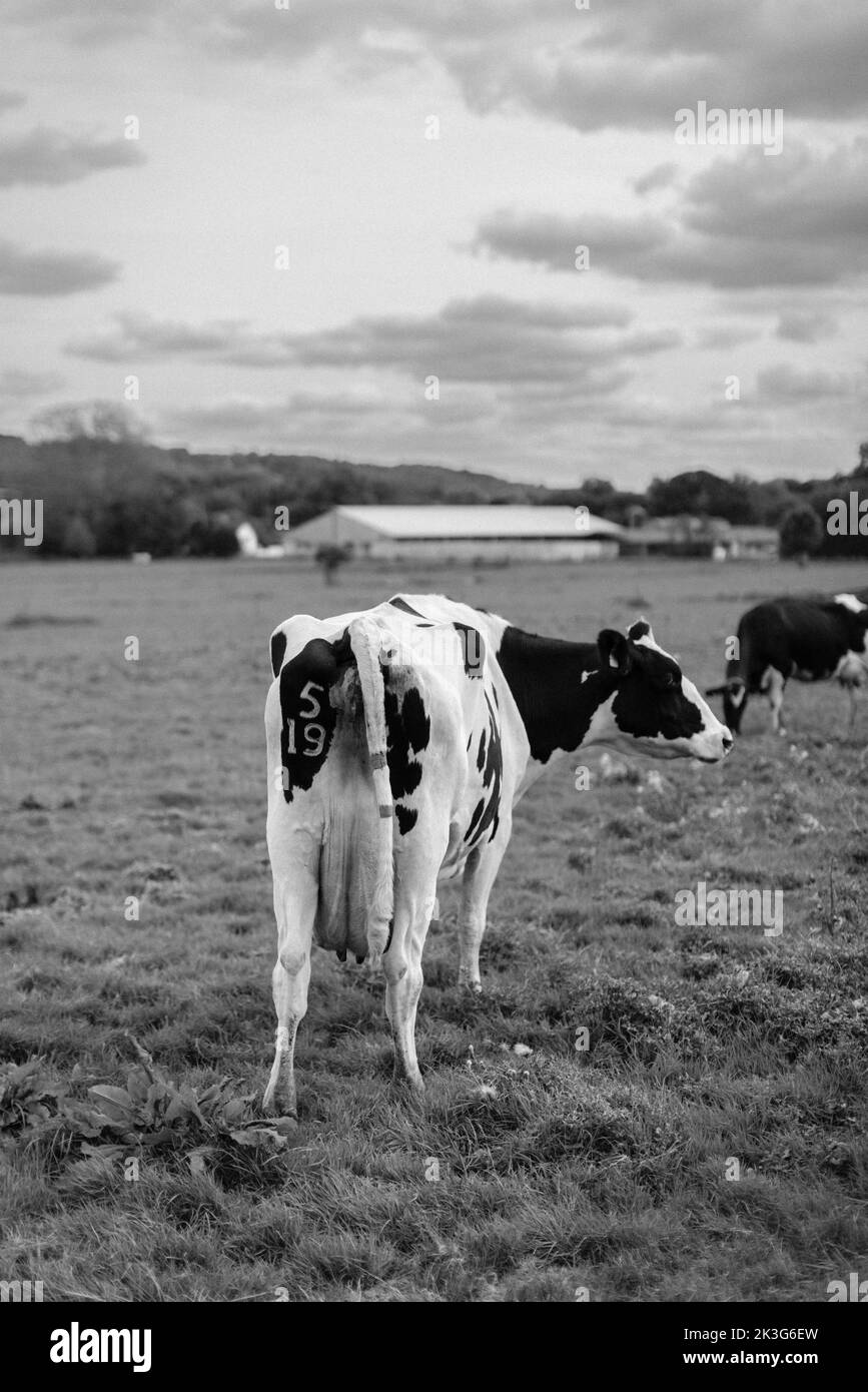British meat cow Black and White Stock Photos & Images Alamy