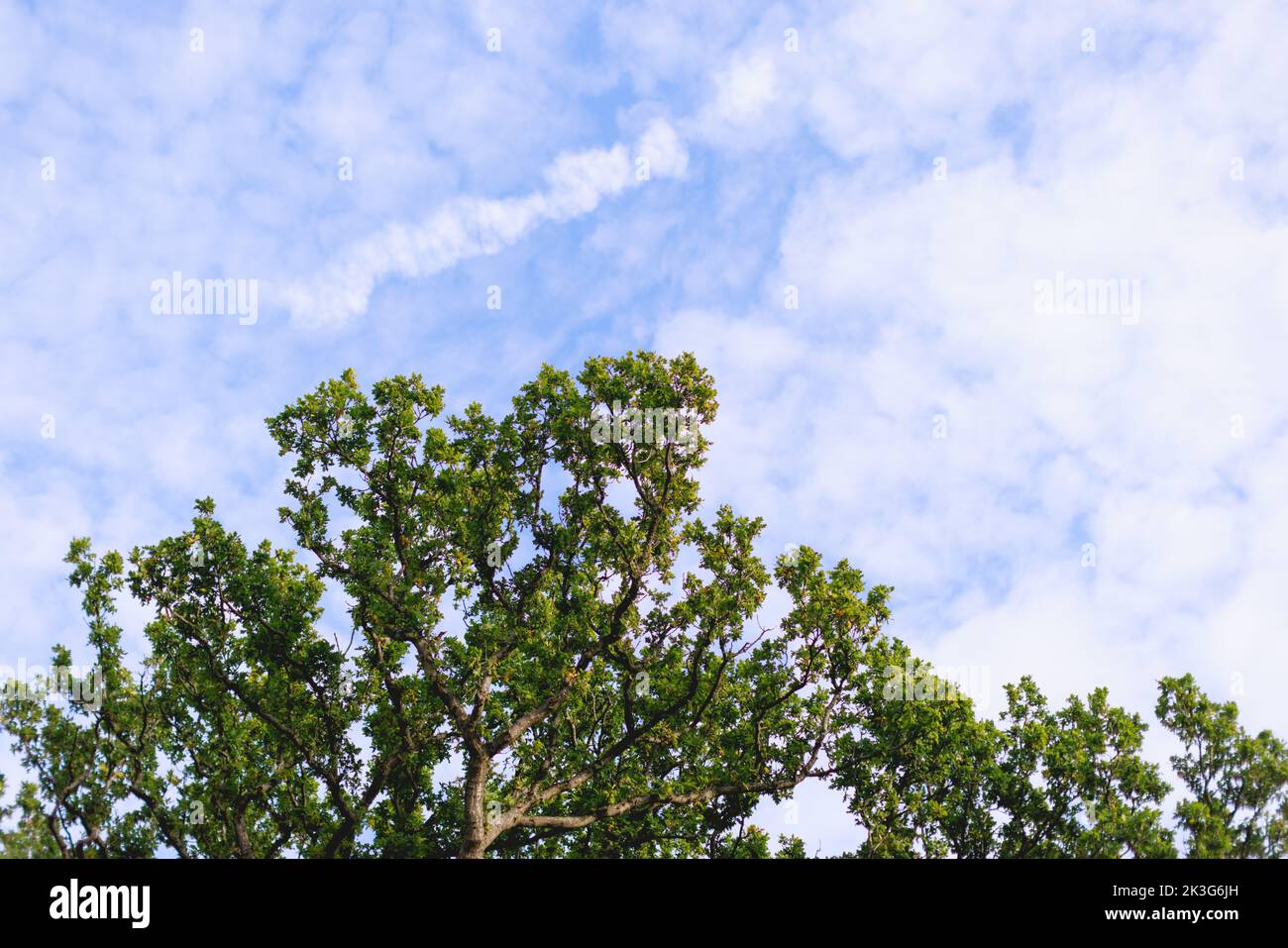 A blue Autumn/ Summer sky full of little white fluffy clouds with the tops of native trees (Oak trees) Stock Photo