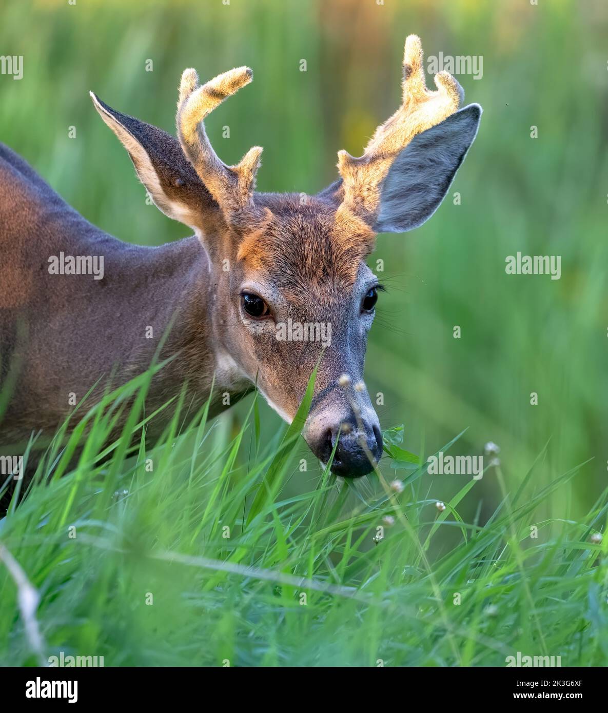 Virginia deer This young male (whitetailed deer) feeding along the