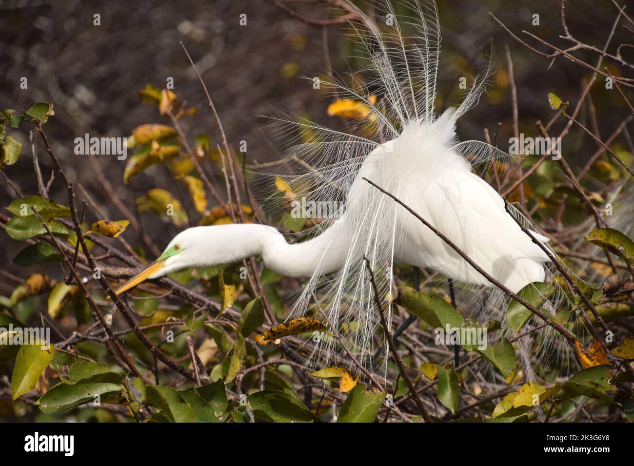 Great egret nesting in the Florida Everglades Stock Photo