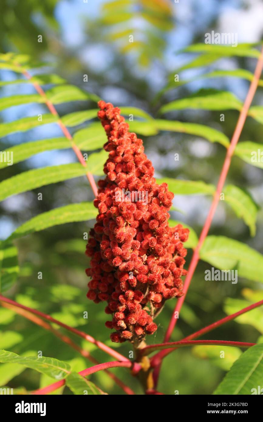 Sumac tree hires stock photography and images Alamy