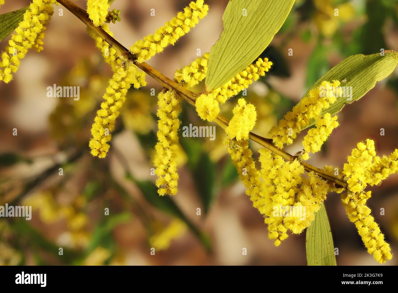 Coastal Wattle (Acacia longifolia subsp. sophorae) in flower. Australian native plant. Stock Photo