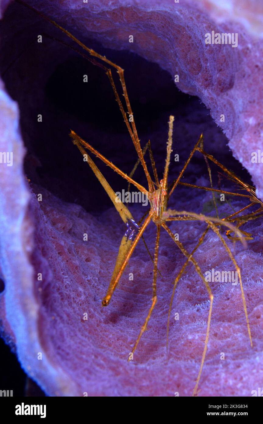 A beautiful, tropical arrow crab in Honduras rests within the tube of a purple sponge to avoid predators. Stock Photo