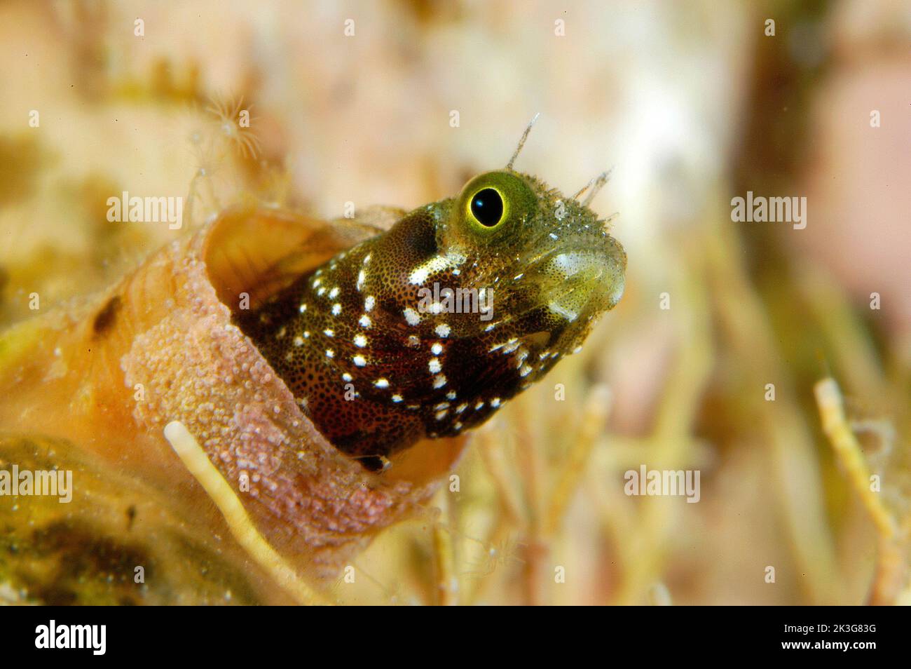 A cute spinyhead blenny peers out of its protective tube catching small plankton as the current flows by. Stock Photo