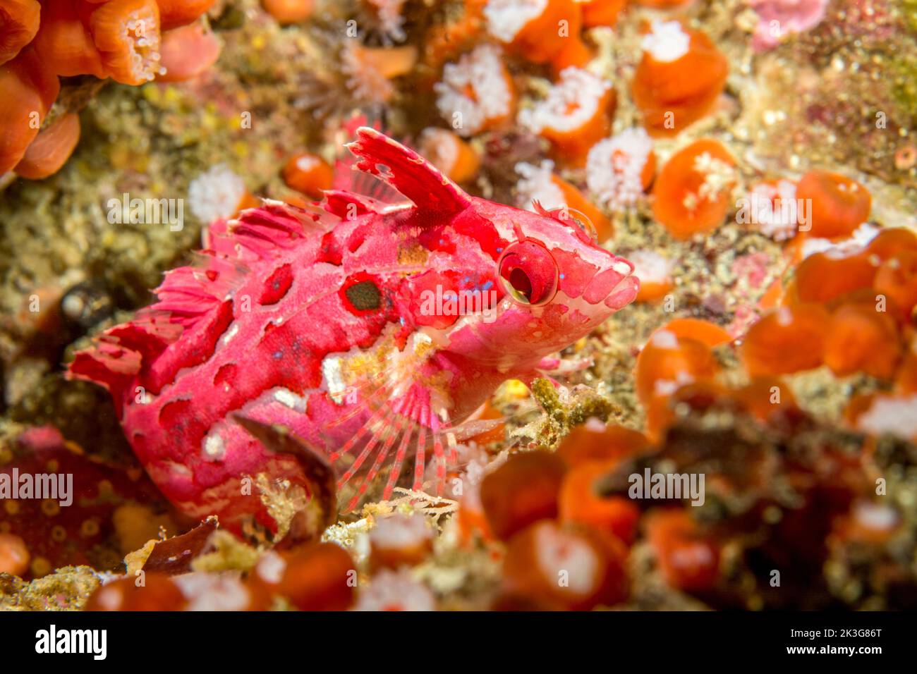 A beautiful red and pink crevice kelpfish on a reef in California's Channel Islands shows how its coloration blends in with the background it inhabits Stock Photo