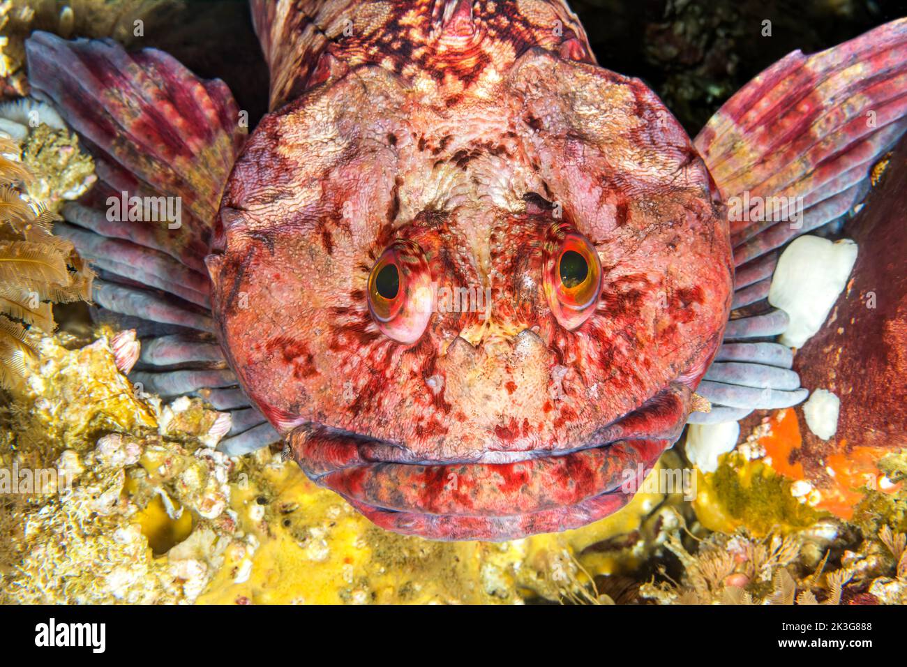 A colorful cold water fish called a cabezon rests atop a reef in the Channel Islands, California. Stock Photo