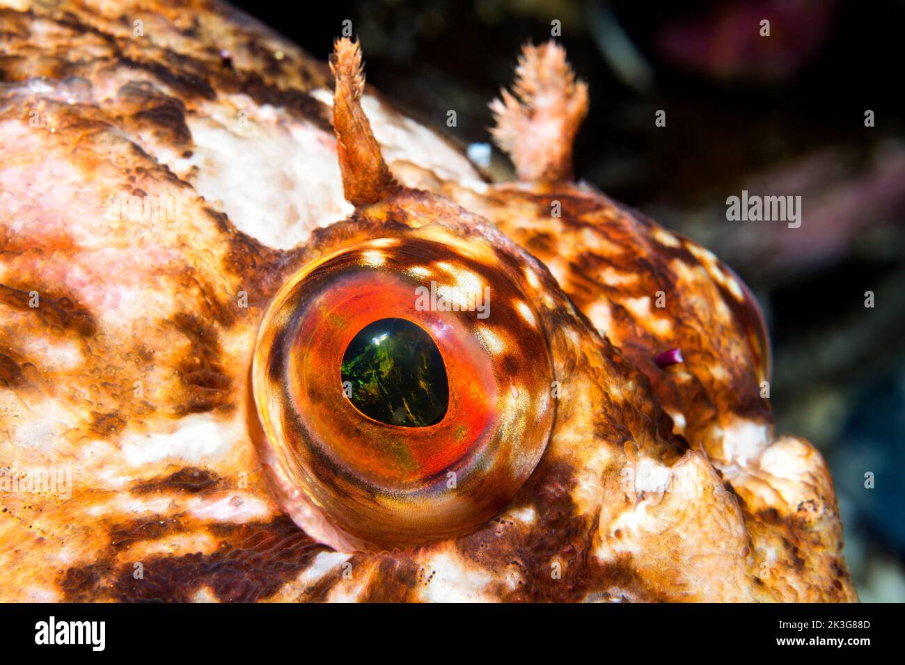 Close-up of the eye of a curious cabezon fish in cool California water as he sits motionless as I lift my camera to take its picture. Stock Photo