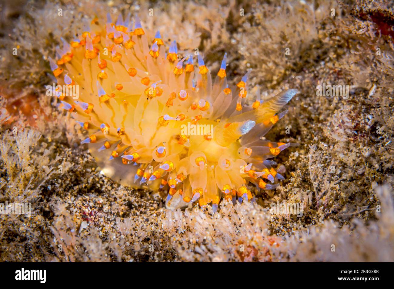 A small yellowish janolus nudibranch with blue gill tips, crawling across a reef in search for food as it hunts hydroids. Stock Photo