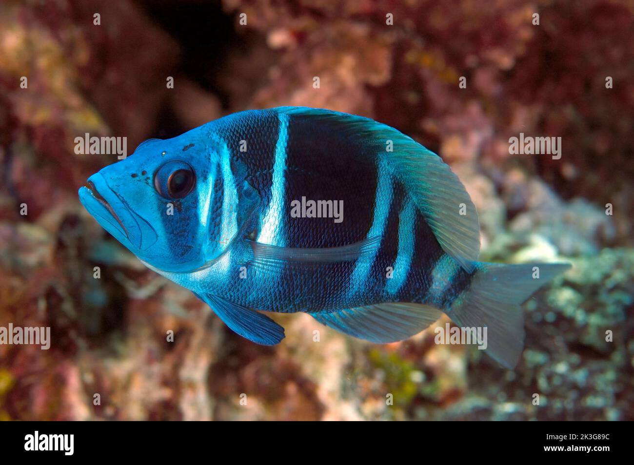 A beautiful and curious blue indigo hamlet swimming by a reef in the tropical waters of Honduras Stock Photo