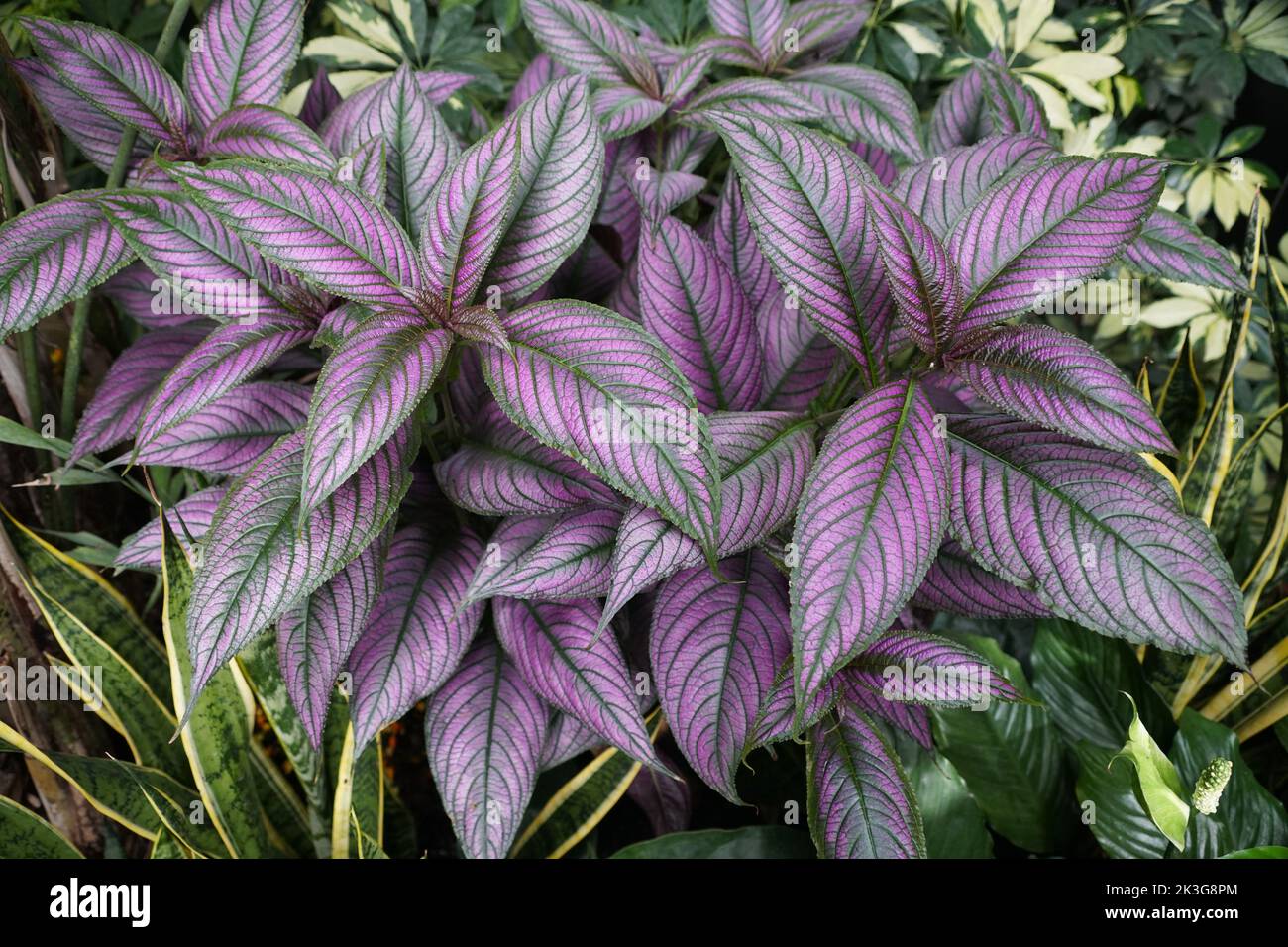 Persian Shield plant with stunning color of purple leaves Stock Photo