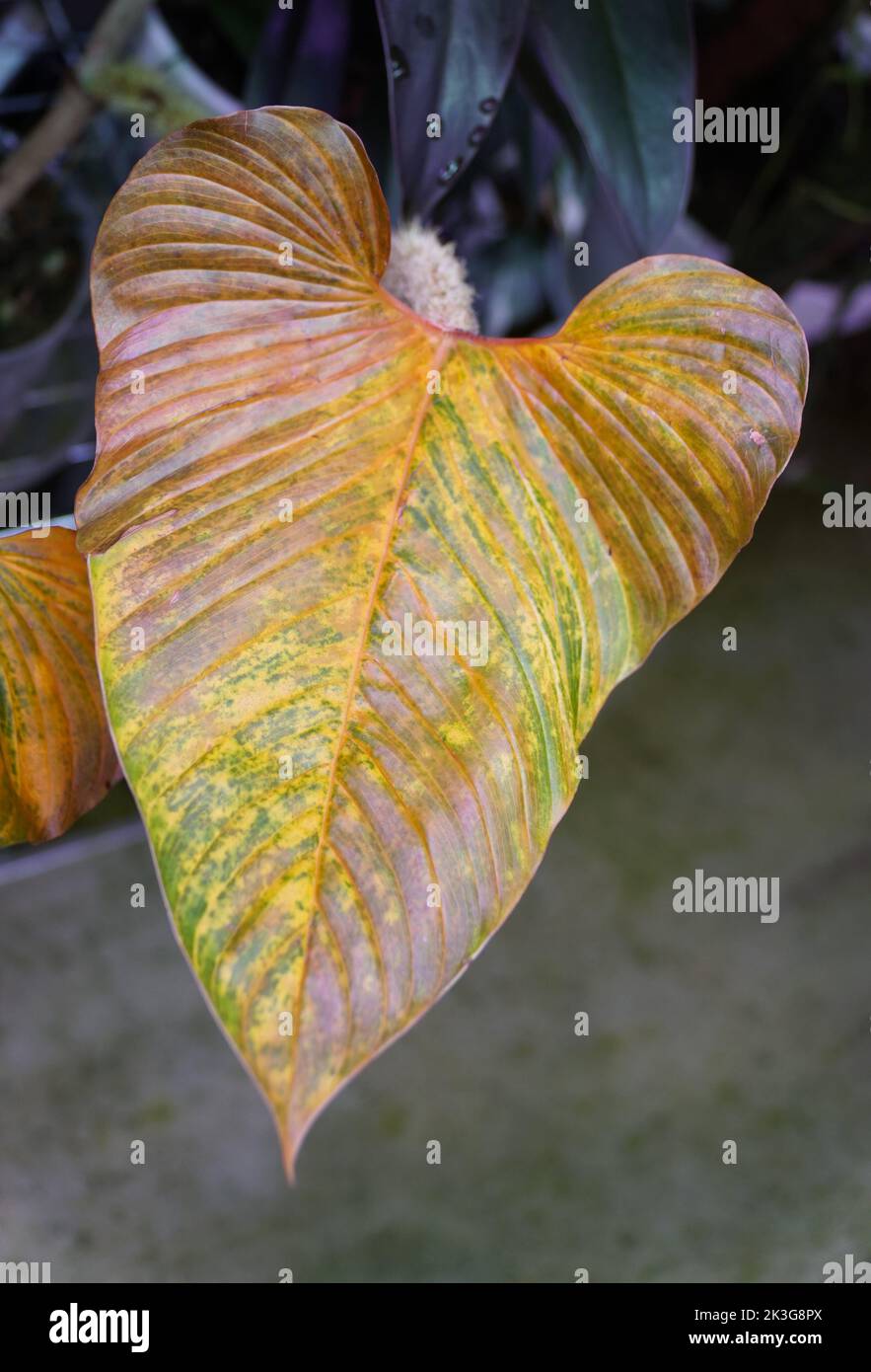 Close up of a yellowing leaf of Philodendron Serpens, a rare tropical plant Stock Photo