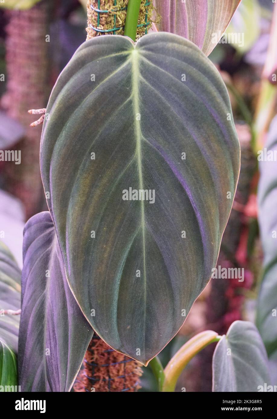 Beautiful dark and velvety leaf of Philodendron Gigas, a rare tropical houseplant Stock Photo