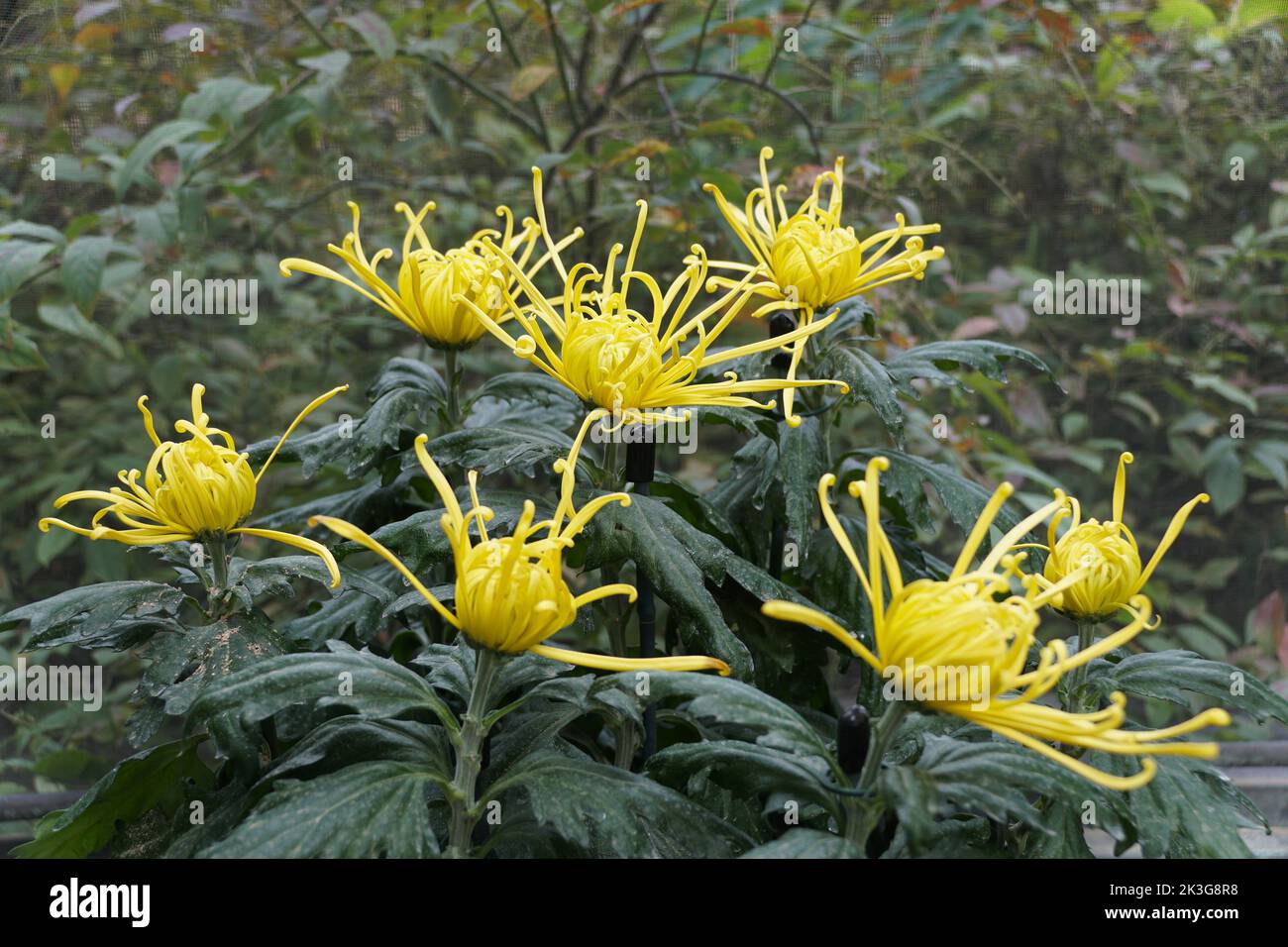 Beautiful yellow color of spider mum 'Golden Splendor' flower Stock Photo