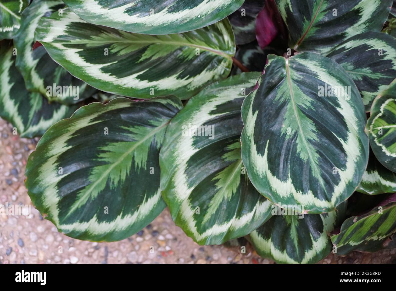 Beautiful leaf pattern of Calathea Roseopicta Medallion, a popular houseplant Stock Photo
