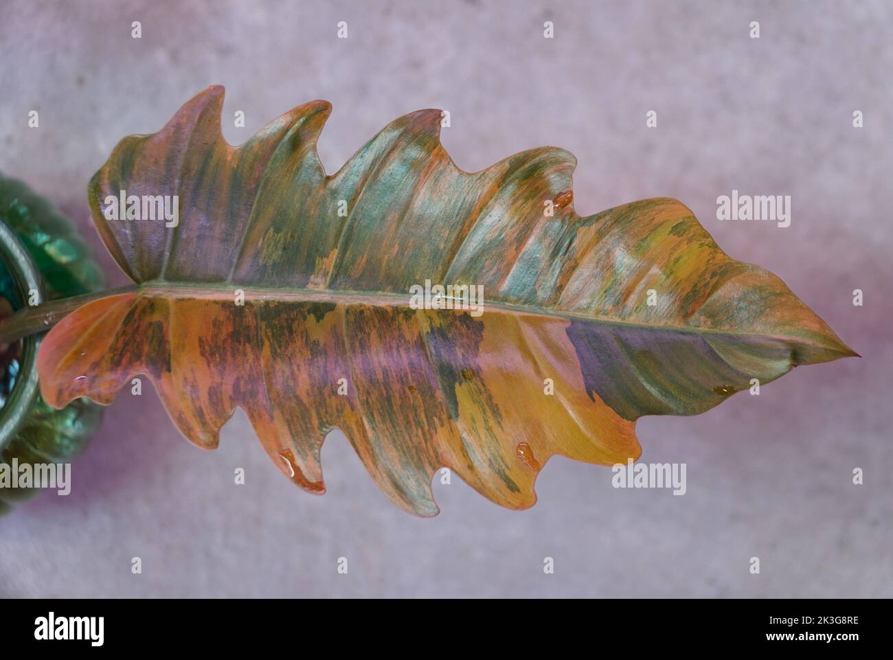 Stunning variegated and marbled leaf of Philodendron Caramel Marble, a rare tropical plant Stock Photo