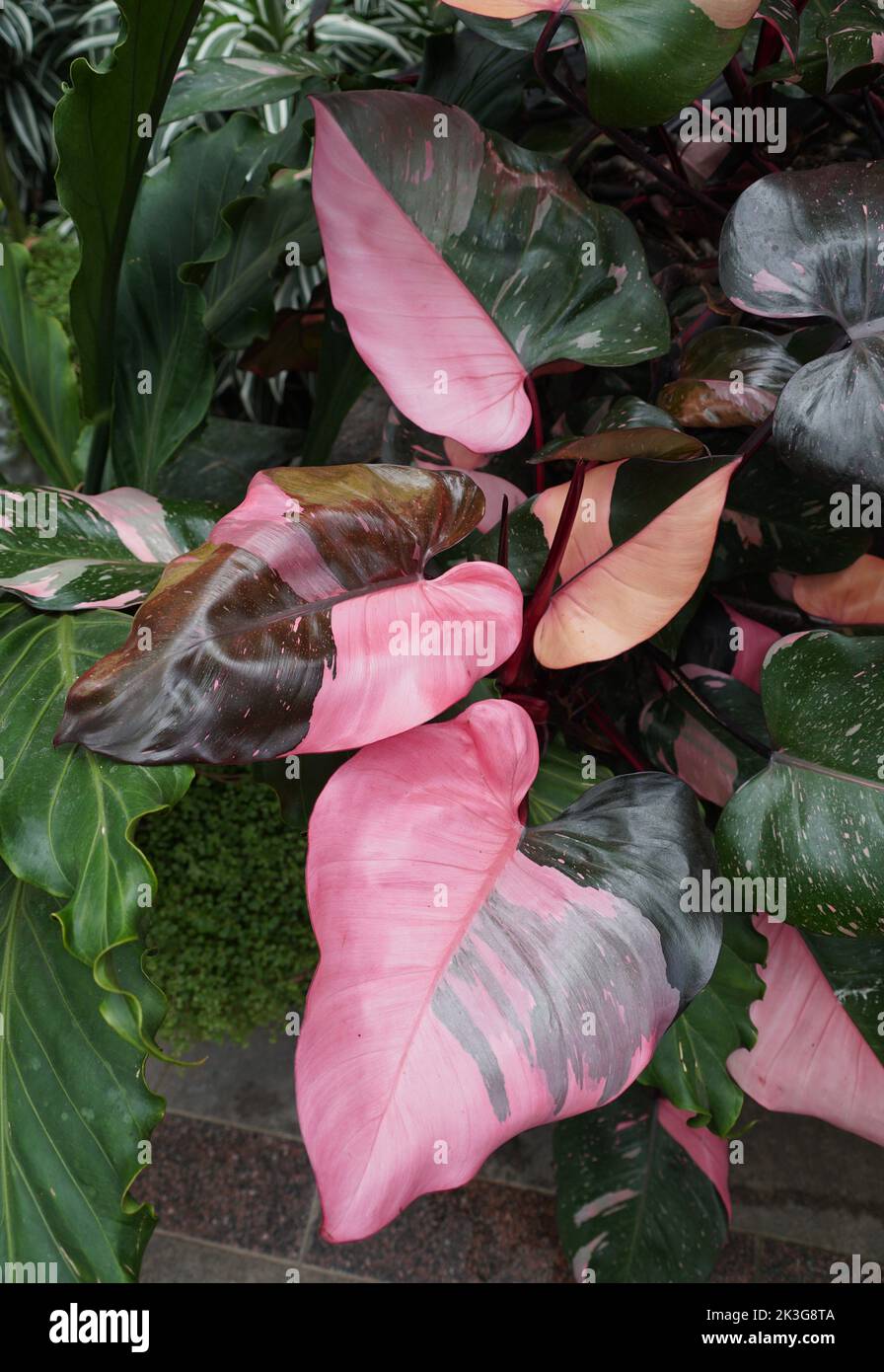 Beautiful pink and dark green variegated leaves of Philodendron Pink Princess, a rare and popular tropical plant Stock Photo