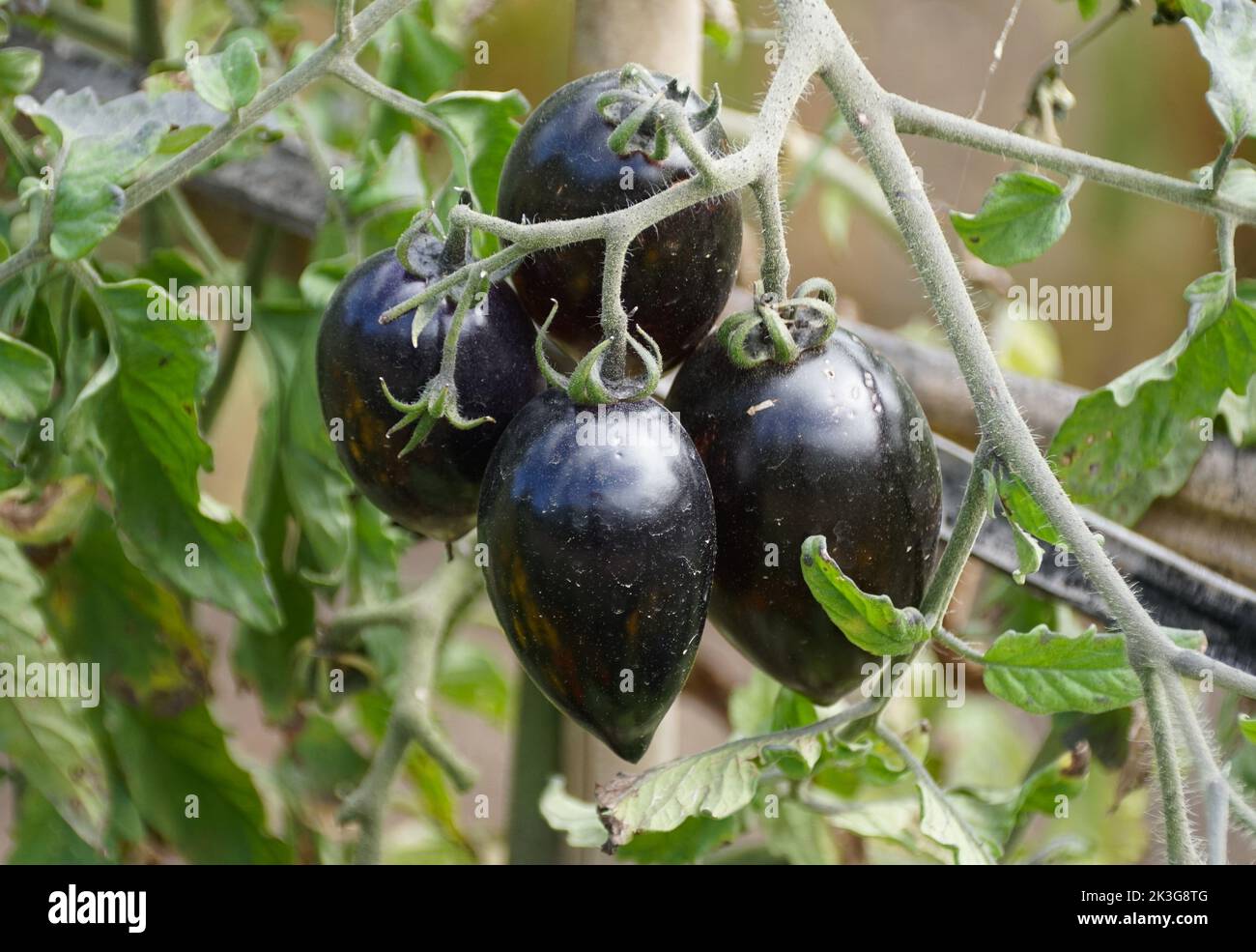 Close up of the dark color of Midnight Roma tomatoes on the tree Stock Photo