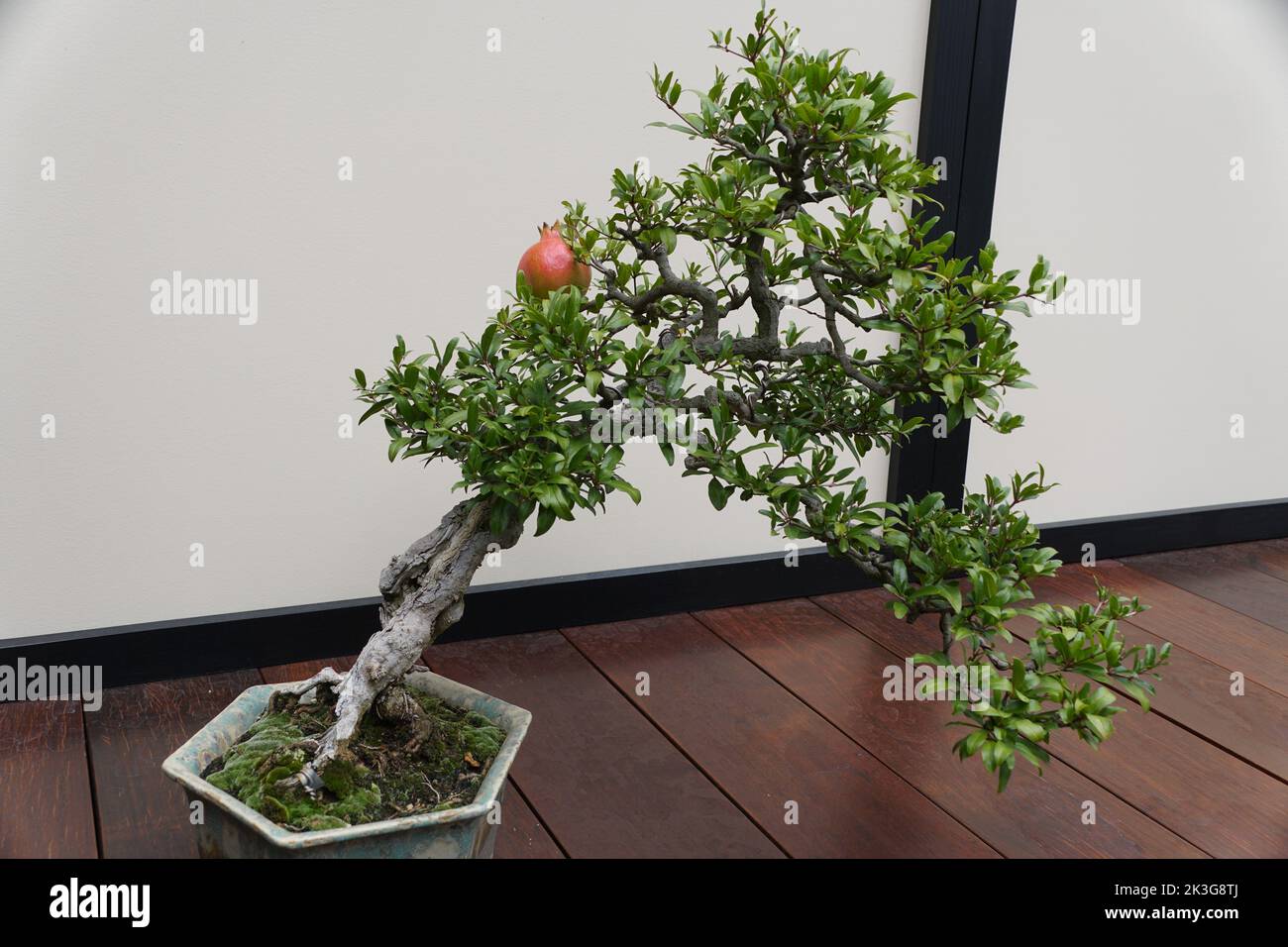 A beautiful and trained Pomegranate bonsai tree with red fruit and tiny green leaves inside a