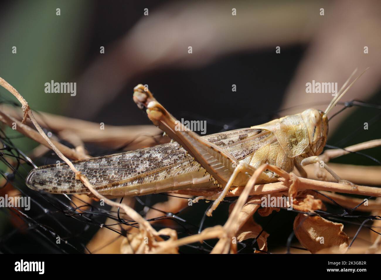 Adult desert locust or Schistocerca gregaria standing in a garden in Gilbert, Arizona. Stock Photo