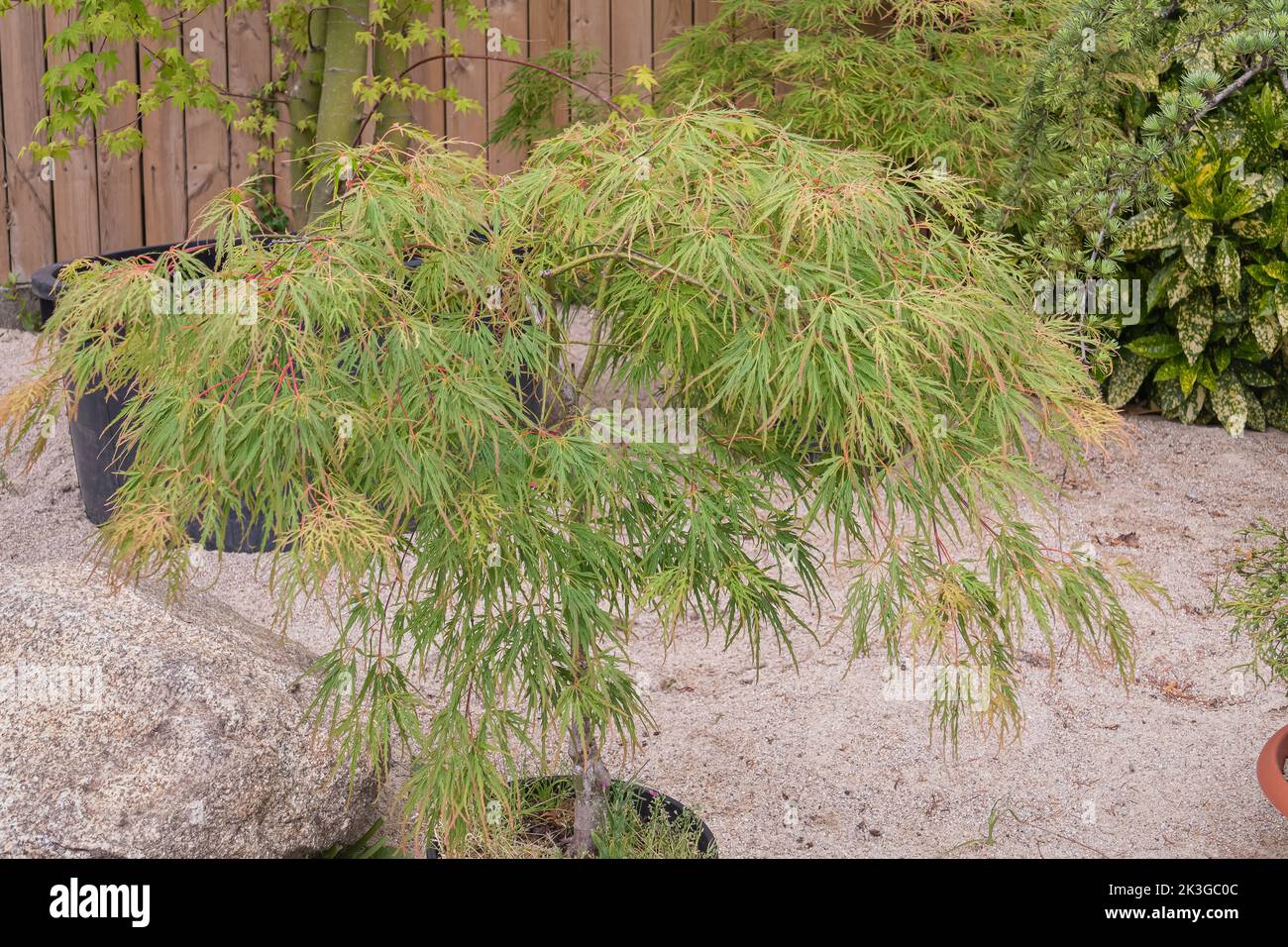 japanese maple in a pot on outdoor garden with gravel on land Stock Photo