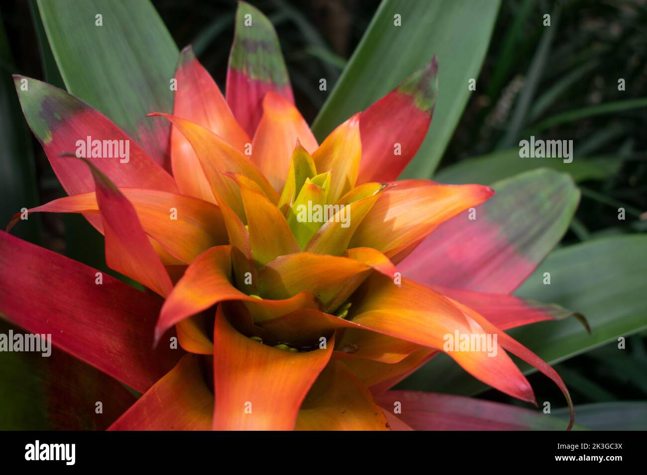 bromeliad beautiful tropical plant or flower with deep calyx and orange petals Stock Photo
