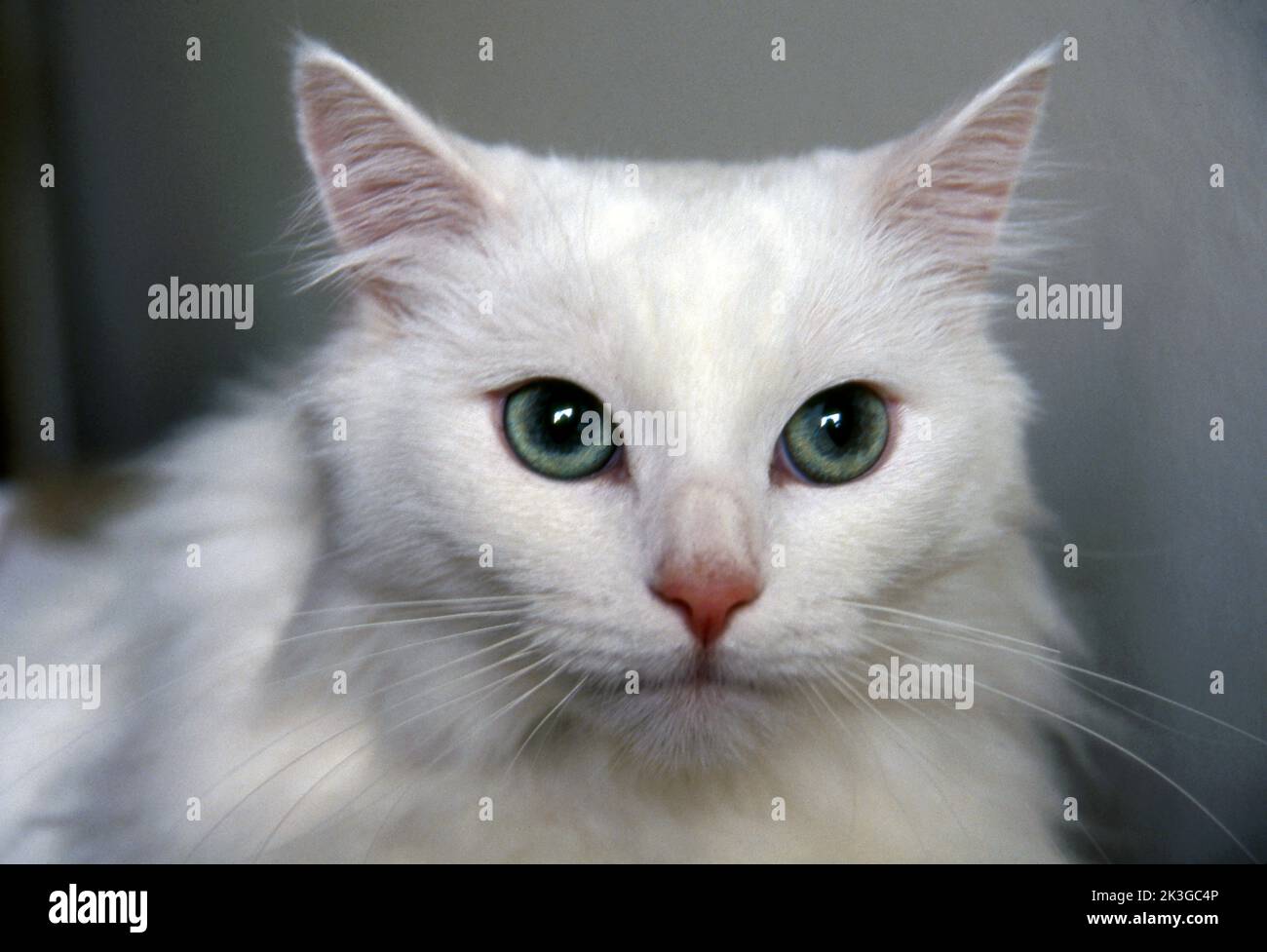 Portrait of a white, long haired cat with green eyes. Stock Photo