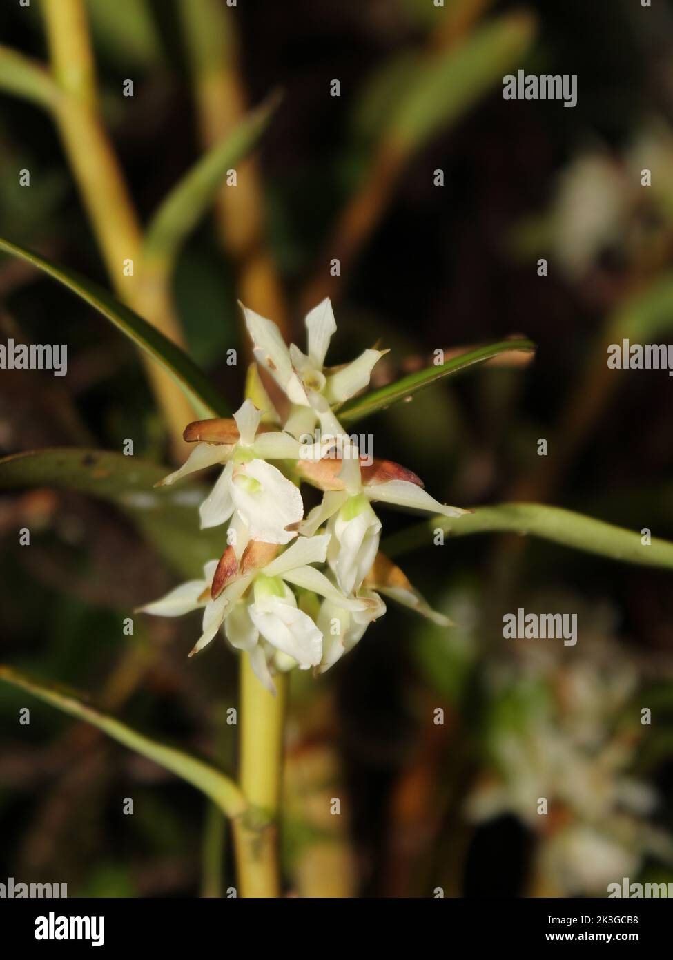 White flowers of Epidendrum sp from Costa Rica Stock Photo