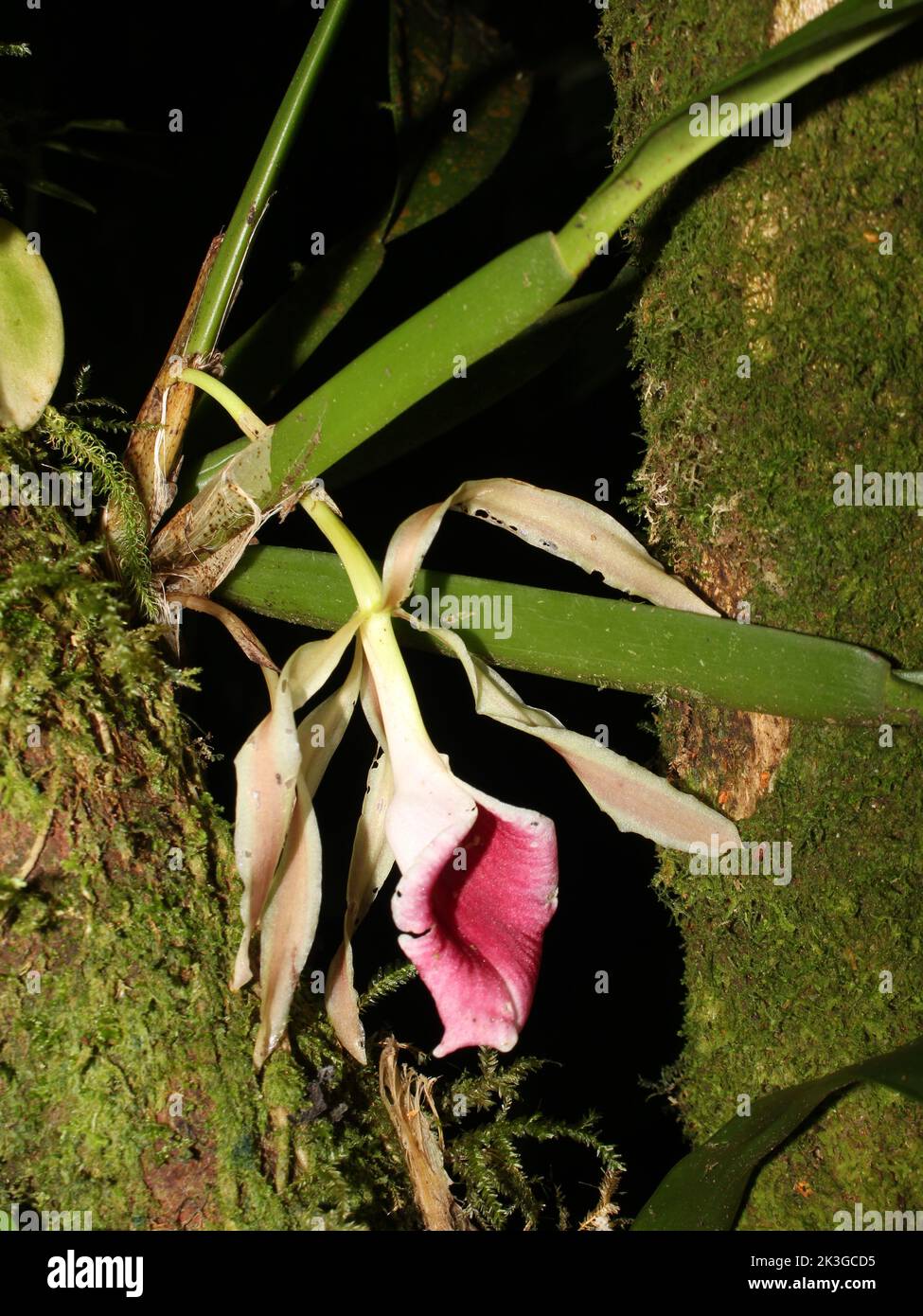 Neotropical orchid Trichopilia marginata Stock Photo