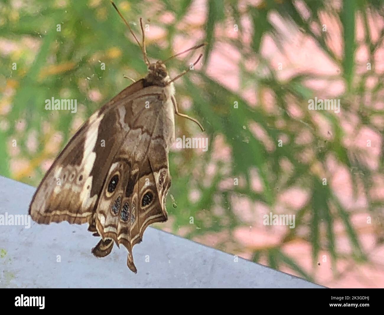 Perfect insects hi-res stock photography and images - Alamy